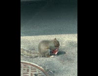 Squirrel licks blood off from newborn squirrel