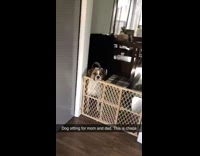 Collab BitchMP - Dog with head on gate smiling