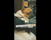 Brown dog wearing white sweater on subway 