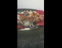 Kittens lay on red rug wheel tire