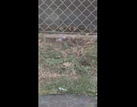 Neighbor dog sticks nose through fence 