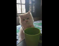 Fluffy cat puts spoon inside mug 