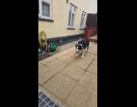 Dog hits back ball to person throwing