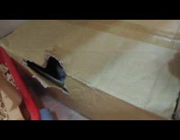 Cat hides inside box pops out head