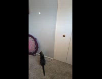 Cat jump try to catch reflected light