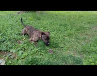Pet dog plays with the small bird on the grass