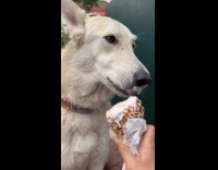 Dog eats ice cream for first time