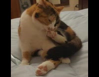 Cat sitting on bed chews on foot