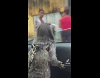 Pet monkey looks out car window
