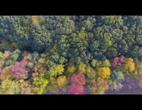 Drone flies over colorful green pink trees