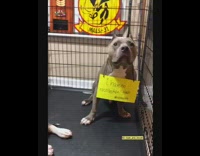 Two dogs with yellow signs around necks being shamed