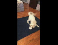 Collab BitchMP - White fox on carpet rug zoomies