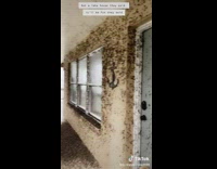 Owner of lakehouse films bug infestation