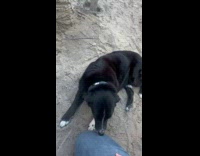 Guy jokes about dog being construction manager