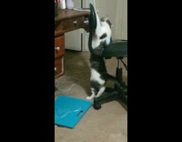 Collab Clips mpugc - Cat claw stuck in office chair