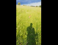 Filmer followed fox whistles and it ran