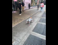 Robot dog with pink hat and socks