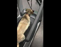 Dog walk on treadmill eat treats from bag