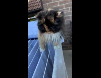 Cat walks on clothes rack at backyard