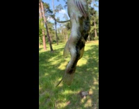 Guy catches weird disfigured sea bass fish 