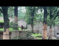 Lion makes loud continuous roars sound zoo