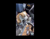 Dog eating treats fell on the floor