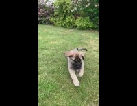 Brown black puppy floppy ears runs grass