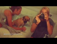 Girl Poses With Mason The Puggle