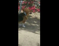 Dog blocks view of corgi 