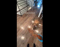 Dog fed food on floor