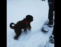 black dog in red harness walking in snow boomerang 