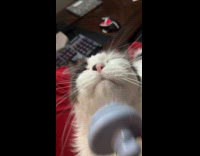 Cat growls on every fur brush stroke