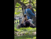 Man playing with pet ferret at park