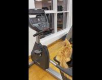 Cat Checks Around Gym Weights and Equipment