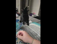 Black cat eating chips gets stuck in teeth