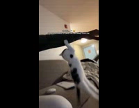 Kitten falls from hanging on hoomans sleeve