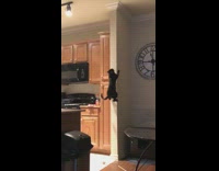 Collab BitchMP - Black cat climbs wall