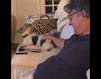 Collab KaleSaladIG - Dog barks when dad stops scratching