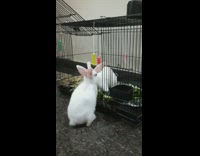 Two white bunny rabbits eat kale cage 
