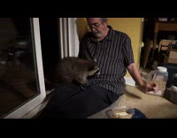 Man Feeds Raccoons on Porch at Night