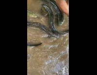Guy pets large black eel in river