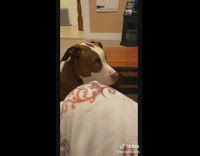 Dog howl face sync to background music