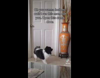 Dog barks at door tries to open 