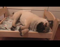 Pug puppy dog sleeps small wood bed 