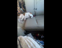 Puppy being dramatic after falling sideways 