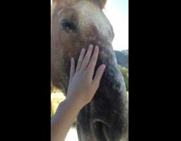 Horse at car window waiting to get pet 