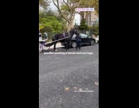 Black horse purple white carriage guy street