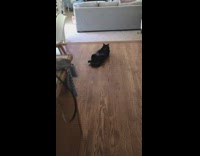 Black pet cat lies down on the floor