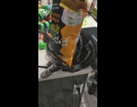 Zanta the cat has head stuck inside of orange and black pop chips bag