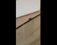 Spider with white eyes on glass table 